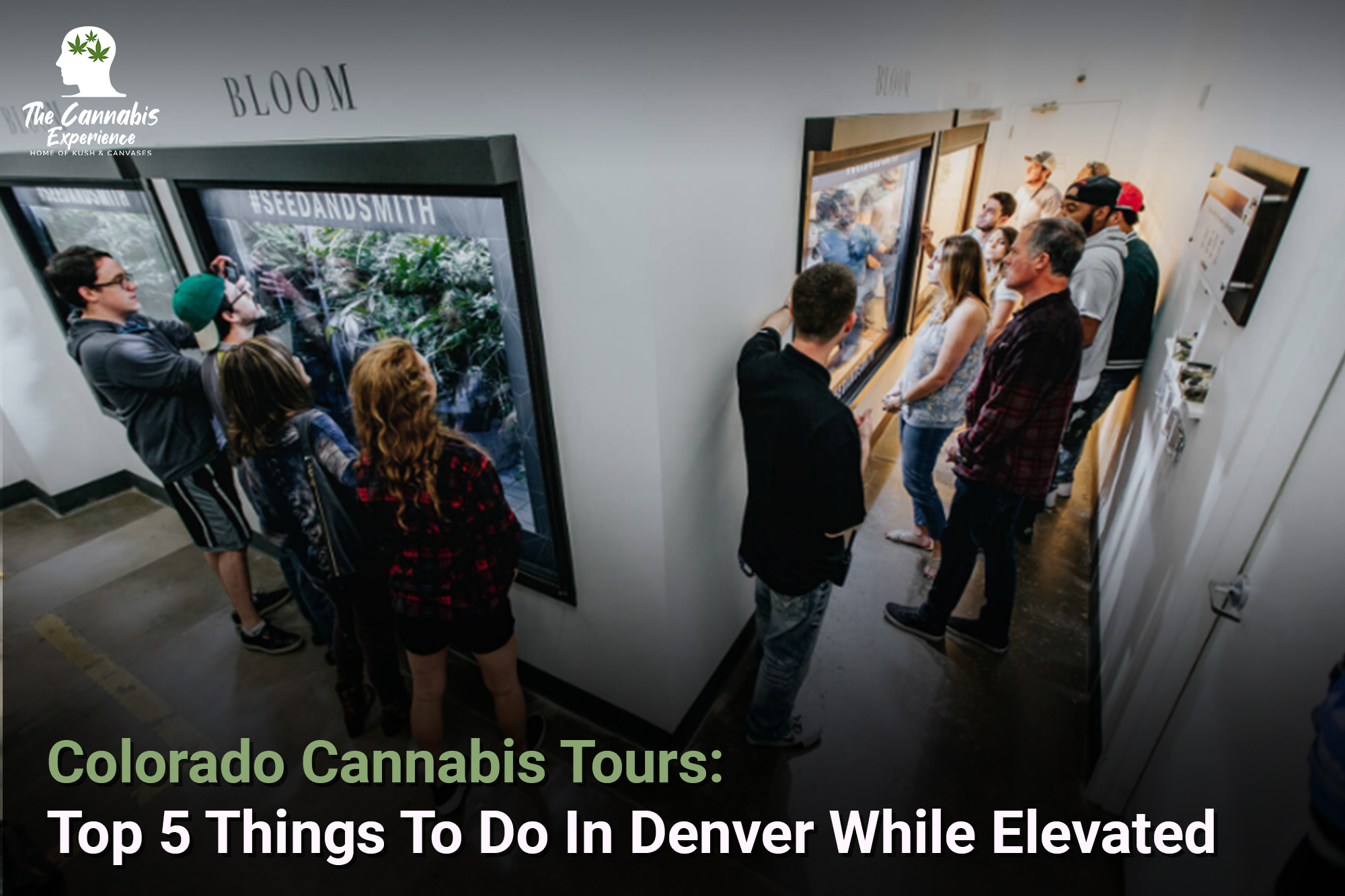 Colorado Cannabis Tours