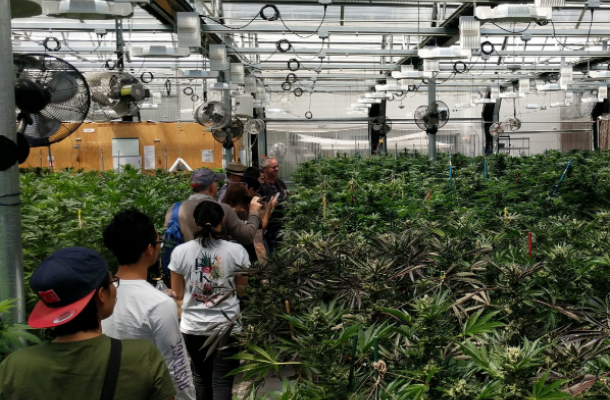 Cannabis Farm Tours
