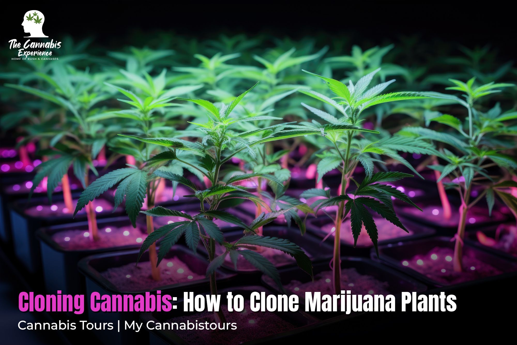 Cloning Cannabis